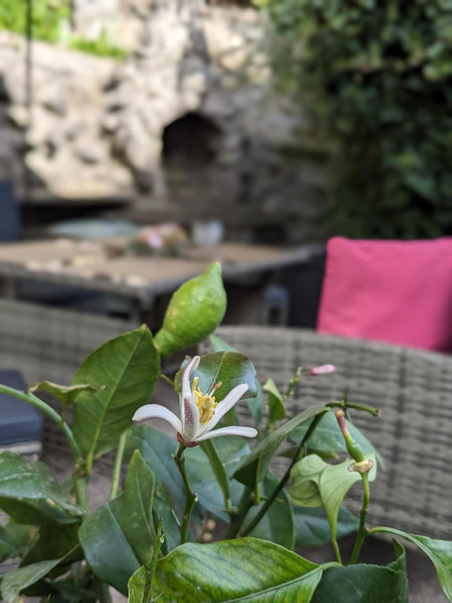 Waldblickwohnung Mit Schoener Terrasse Und Kamin Sebnitz Buitenkant foto
